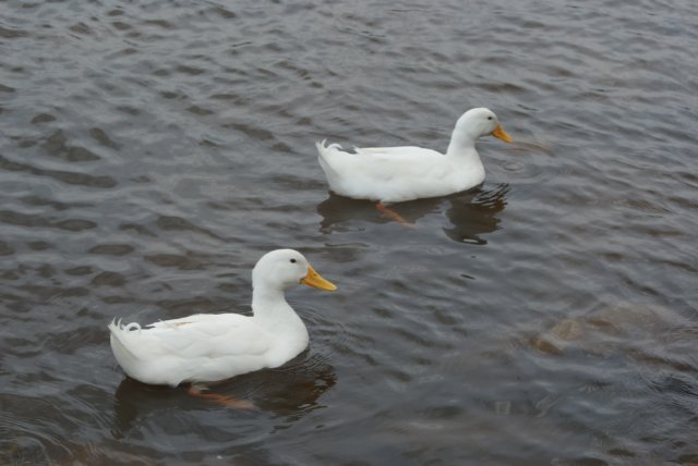 dsc00304.jpg